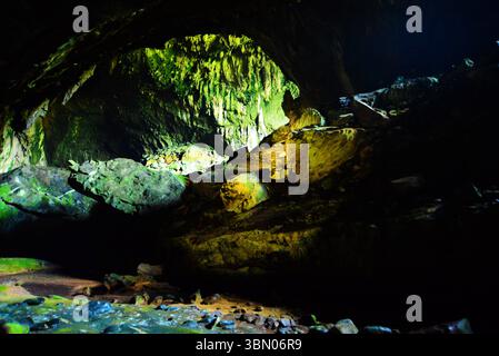 MALAYSIA SARAWAK 29/6/25.der 60 Millionen Jahre alte Mulu-Nationalpark ist sicherlich ein botanisches Juwel. Der Park ist sowohl wegen seiner hohen Artenvielfalt als auch wegen seiner Karsteigenschaften hervorragend. Der Gunung Mulu Nationalpark auf der Insel Borneo im Bundesstaat Sarawak ist das am meisten erforschte tropische Karstgebiet der Welt. Der 52.864 ha große Park umfasst 17 Vegetationszonen mit rund 3.500 Arten von Gefäßpflanzen. Seine Palmenarten sind außergewöhnlich reich, mit 109 Arten in 20 Gattungen. Der Park wird von Gunung Mulu, A, dominiert Stockfoto