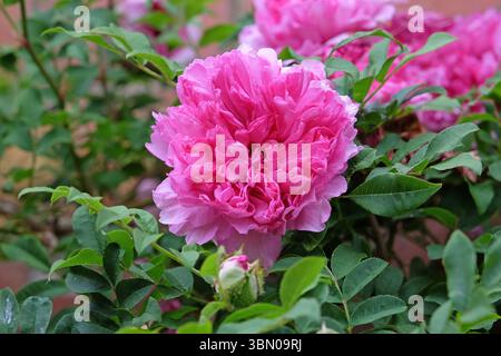 Rosafarbene Doppelrose, rosa roxburghii plena, in Blume. Stockfoto