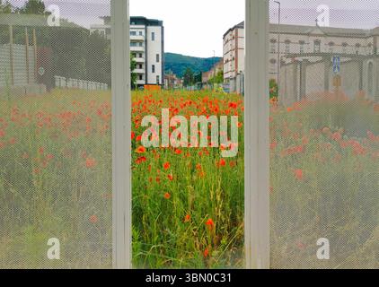Ein helles Feld roter Mohnblumen ist durch einen Maschendrahtzaun sichtbar, der sich von den nahe gelegenen Gebäuden abhebt. Frankreich Stockfoto