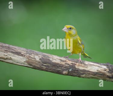 Männlicher Greenfinch, der auf einem Zweig im britischen Garten sitzt Stockfoto