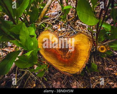 Herzförmiger Baumstumpf im Wald – Naturliebensymbol Stockfoto