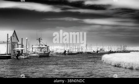 Eine ruhige Schwarz-weiß-Szene fängt einen ruhigen Hafen mit Booten ein, die an einem kleinen Dock vor einem dramatischen Himmel liegen. Große Gräser säumen die Stockfoto