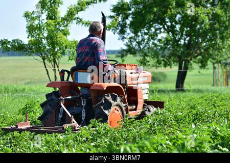 Leitender Landwirt auf einem kompakten orangen Traktor, der auf üppig grünen Feldern Feldfrüchte anbaut. Landwirtschaftliche Sommerarbeit im ländlichen Raum. Szene der Tradition, der Arbeit und Stockfoto
