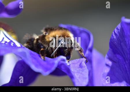 Nahaufnahme einer Hummel, die auf einer blühenden Irisblume landet. Die leuchtenden violetten Blüten bilden einen schönen Kontrast zur Fuzzy-Biene und halten lebendige e fest Stockfoto