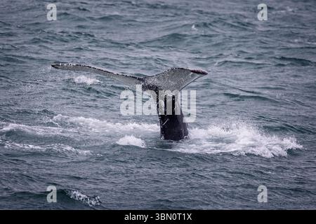 Nahaufnahme der Schwanzfluken eines Buckelwals, der im Juni 2025 vor der Küste von Akureyki, Island, taucht Stockfoto