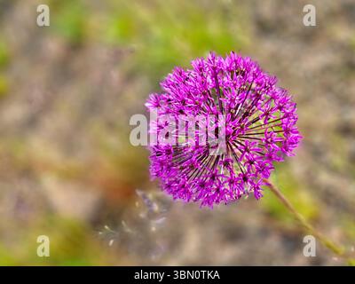 Leuchtend violette, sphärische Blütenstände der Zierzwiebeln Allium hollandicum Purple Sensation auf einem verschwommenen Hintergrund in der Frühjahrsblüte Stockfoto
