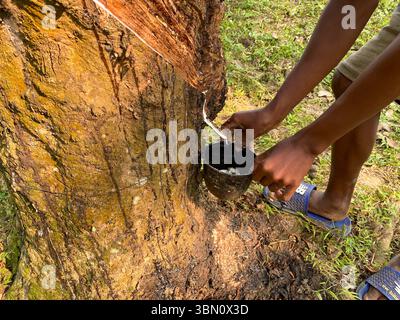 Kautschukbohrung und Latex Kollektion von Rubber Tree in Sreemangal, Bangladesch – nachhaltige Naturkautschukernte Stockfoto