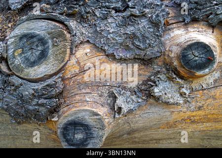Nahaufnahme der Baumrinde mit Astknoten und Textur. Detaillierte Nahaufnahme eines Baumstamms mit drei dunklen kreisförmigen Astknoten. Stockfoto