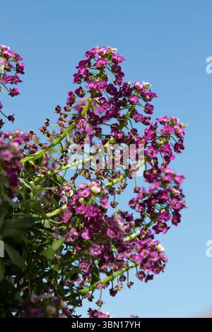 Süße Alyssum Lobularia maritima blühend, Familie Brassicaceae Kalifornien; USA Stockfoto