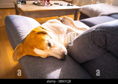 Ein Beagle-Hund schläft friedlich auf einer grauen Couch in einem sonnendurchfluteten Wohnzimmer und genießt einen Moment der Ruhe und Entspannung. Stockfoto