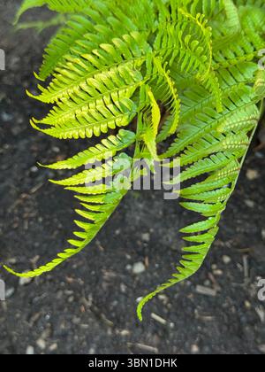 Herbstfarn mit sattem Grün, strukturierten Fronten in einem schattigen Garten. Eine robuste, wartungsarme Anlage, die perfekt für Wälder oder schattige Landschaften geeignet ist. Stockfoto