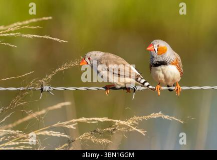 Zebrafinken (Taeniopygia guttata) Paar männlicher Zebrafinken, die auf Zaundraht ruhen und Grassamen in Queensland, Australien, fressen. Stockfoto