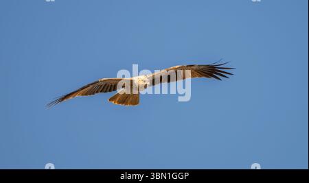 Whistling Drachen (Haliastur sphenurus) großer sandfarbener Raptor. Im Flug hat er ein starkes Unterflügelmuster und hält seine Flügel in einer gebogenen M-Form. Stockfoto