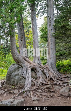 Nördliche Weißzeder (Thuja occidentalis), mit Wurzeln exponiert, wächst über glazialen Erratischen, Minnesota, USA, von Dominique Braud/Dembinsky Photo Assoc Stockfoto