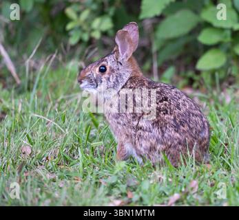 Sumpfkaninchen (Sylvilagus aquaticus) im Gras, bolivar Halbinsel Texas, USA. Stockfoto