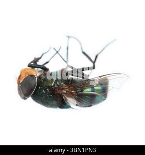 Es ist Greenbottle Fliege isoliert auf weiß. Stockfoto