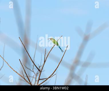 Schwalbenschwanz-Bienenfresser mit einer Biene in der Nähe der Victoria Falls in Simbabwe Stockfoto