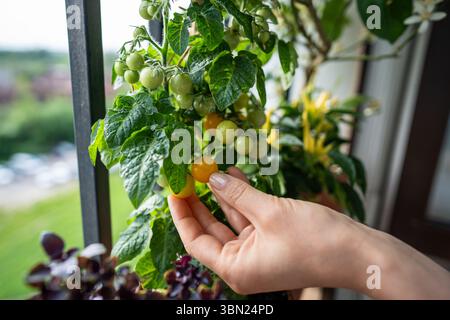Nahaufnahme einer Frau, die die Ernte von einheimischen gelben Tomatenkirschpflanzen in Töpfen auf dem Balkon pflückt Stockfoto