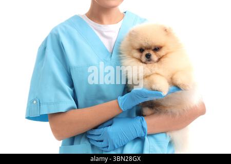 Weibliche Tierärztin mit niedlichem Pommerschen Hund auf weißem Hintergrund Stockfoto