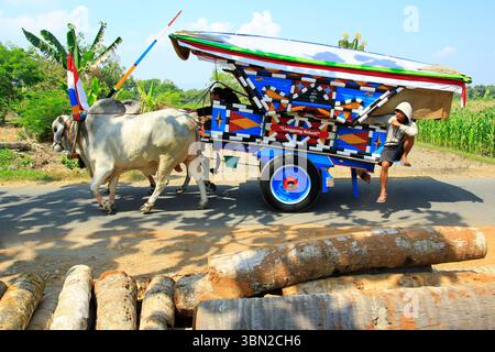 Traditioneller Transport, Ochsenkarren, die über Landstraßen fahren. Stockfoto