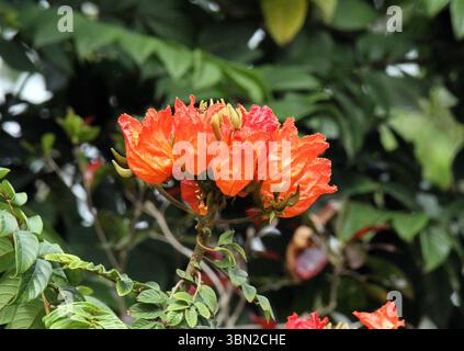 Orangenblüten auf einem afrikanischen Tulpenbaum (spathodea campanulata) in einem Garten Stockfoto