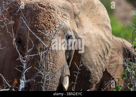 Nahansicht Elephant im Nationalpark. Wildtierporträt im Naturlebensraum Stockfoto