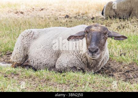 Schafe unter einer großen Eiche im Naturpark Molenveld in der Gemeinde Exloo Borger-Odoorn in Drente, Niederlande Stockfoto