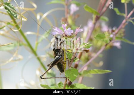 Gemeine Buschgrille (Pholidoptera griseoaptera) an einer Pflanze Stockfoto