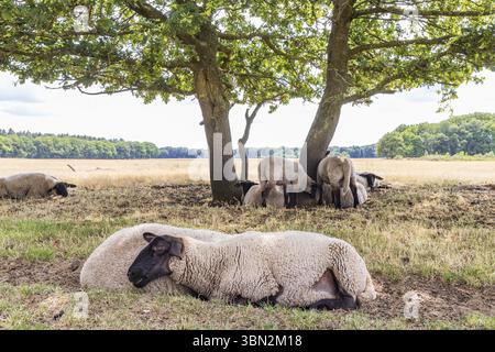Schafe unter einer großen Eiche im Naturpark Molenveld in der Gemeinde Exloo Borger-Odoorn in Drente, Niederlande Stockfoto