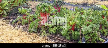 Farbenfroher, mit Netzen bedeckter Mangold im Gemüsegarten Stockfoto