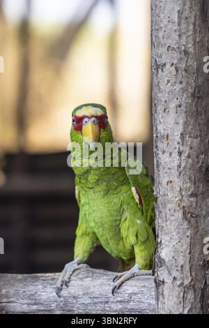 amazonas-Papageien mit weißer Fassade in Las Penitas Eingang zum Naturschutzgebiet der Insel Juan Venado in Nicaragua Zentralamerika Stockfoto