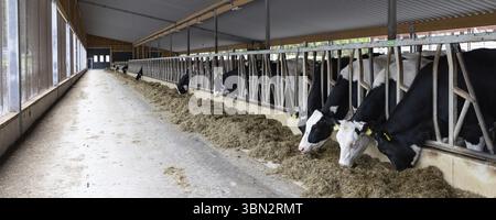 Moderner Farmfarm im Norden Sevonias in Finnland Stockfoto