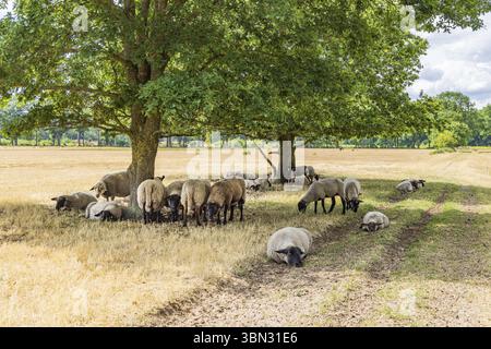 Schafe unter einer großen Eiche im Naturpark Molenveld in der Gemeinde Exloo Borger-Odoorn in Drente, Niederlande Stockfoto