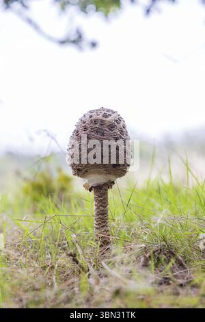 Pilzverschlüsse von Sonnenschirmpilzen auf Waldwegen während der Herbstsaison Stockfoto