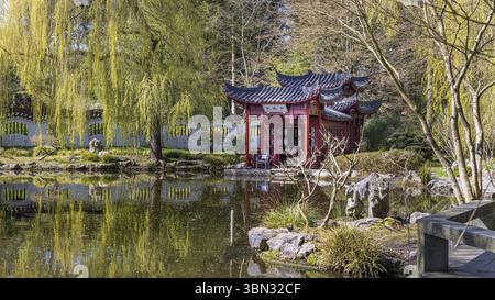 Haren, Niederlande - 5. April 2023: Chinesisches Gartenreich von Ming inspiriert vom berühmten Garten Suzhou in Hortus Botanicus in der Gemeinde Haren G. Stockfoto