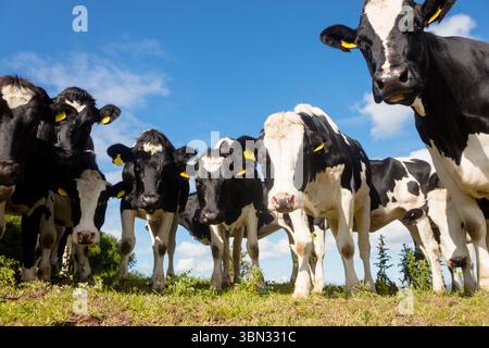 Niedriger Winkel von Kühen auf dem Feld Stockfoto