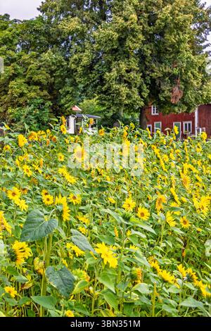 Sonnenblumen blühen auf einer Wiese im Grünen Stockfoto