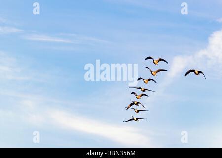 Eine Schar Kanadiengänse, die am blauen Himmel fliegen Stockfoto