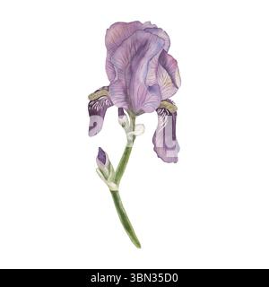 Aquarellillustration einer purpurnen Irisblume mit grünen Blättern. Handgezeichnetes botanisches Blumenclipart, Vintage-Stil, perfekt für Frühlingsdekor, Hochzeit Stockfoto