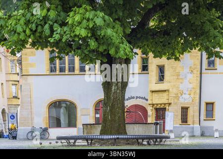 Burgdorf, Schweiz - 16. Mai 2023: Großer Kastanienbaum in der Altstadt von Burgdorf, Kanton Bern in der Schweiz bei bewölktem Tag Stockfoto