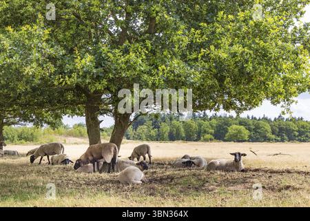 Schafe unter einer großen Eiche im Naturpark Molenveld in der Gemeinde Exloo Borger-Odoorn in Drente, Niederlande Stockfoto
