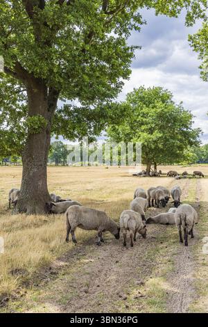 Schafe unter einer großen Eiche im Naturpark Molenveld in der Gemeinde Exloo Borger-Odoorn in Drente, Niederlande Stockfoto