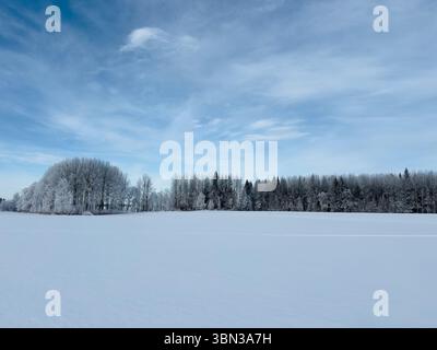 Eine wunderschöne Winterszene mit einem verschneiten Feld in Nordschweden, blauem Himmel und einer Reihe von Bäumen. Stockfoto