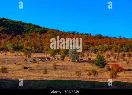 Kühe weiden friedlich auf einer Herbstwiese. Landschaft mit einer Herde von Kühen, die auf einem trockenen Feld weiden, umgeben von einem lebhaften Wald aus herbstfarbenen Bäumen Stockfoto