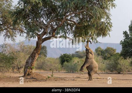 Der afrikanische Elefant (loxodonta africana) steht auf seinen beiden Hinterbeinen, ernährt sich von einem Akazienbaum, lustig, Mana Pools Nationalpark, Simbabwe - Afrika Stockfoto