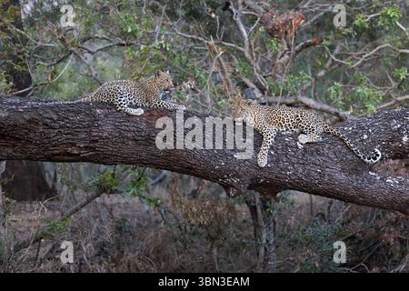 Eine Leoparde liegt zusammen mit ihrem Jungen auf einem umgestürzten Baum, völlig entspannt in einer starken Pose, Londolozi, Great Krugerpark, Südafrika Stockfoto