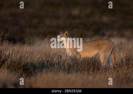 Porträt - ein einzelner puma steht still und scannt die Landschaft, wunderschöner Hintergrund, Torres del Paine, Chile, Südamerika Stockfoto