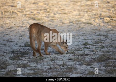 Porträt - ein einzelner puma schnüffelt herum und schaut sich die neuen Düfte in Torres del Paine, Chile, Südamerika an Stockfoto