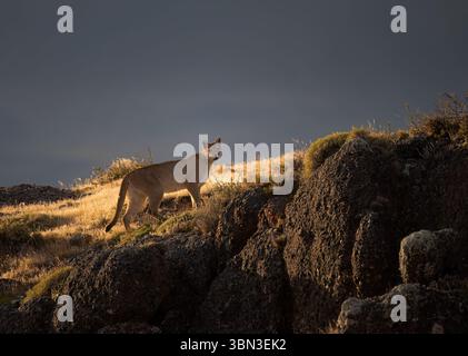 Porträt - ein einzelner puma steht still und schaut in die Kamera, wunderbarer Hintergrund, Torres del Paine, Chile, Südamerika Stockfoto
