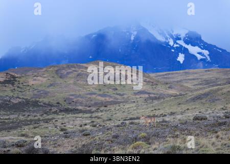 Ein einziger puma in den weiten Landschaften des Torres del Paine, der die Gegend, Chile, Südamerika, scannt Stockfoto